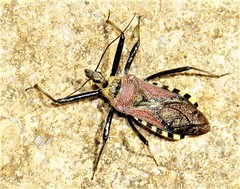 Rhynocoris erythrocnemis