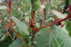 Lasiopetalum macrophyllum