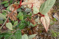 Lasiopetalum macrophyllum
