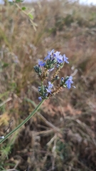 Lavandula bipinnata