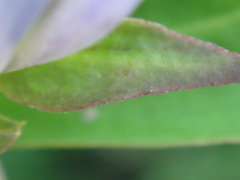 Gentiana × pallidocyanea
