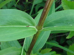 Gentiana × pallidocyanea