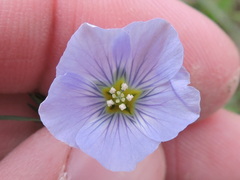 Linum pratense