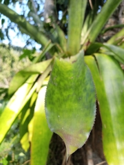 Aechmea mexicana