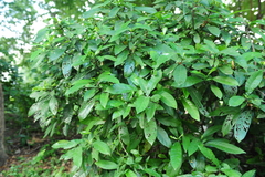 Psychotria asiatica