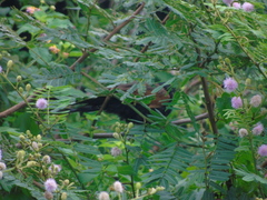 Centropus bengalensis