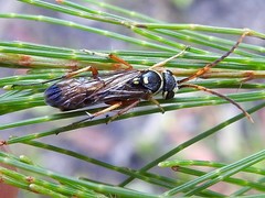 Batozonellus vespoides