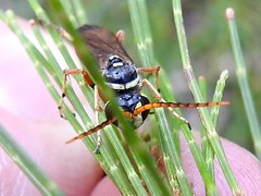 Batozonellus vespoides