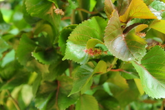 Acalypha wilkesiana