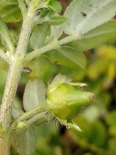 Kallstroemia maxima image