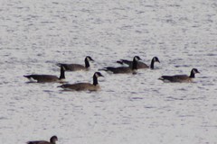 Branta canadensis parvipes