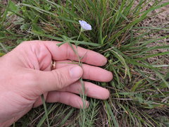 Linum pratense