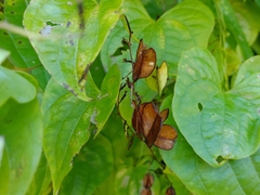Dioscorea tokoro