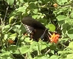 Battus philenor acauda