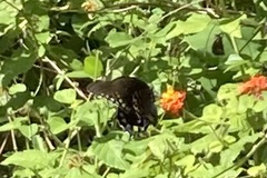 Battus philenor acauda