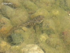 Hyla arenicolor
