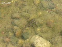 Hyla arenicolor