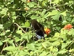 Battus philenor acauda