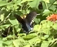 Battus philenor acauda