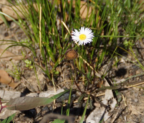 Image of Allittia uliginosa by (c) Rod Lowther, some rights reserved (CC BY)