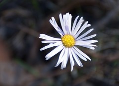 Allittia cardiocarpa