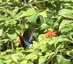 Battus philenor acauda