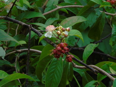 Tetracera indica