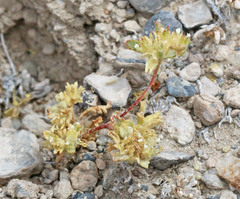 Ipomopsis polycladon