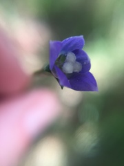 Wahlenbergia multicaulis