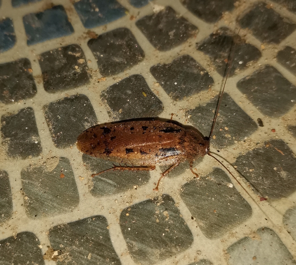 Stictolampra