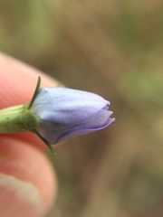 Wahlenbergia multicaulis