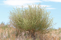 Neokochia americana