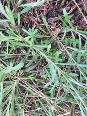 Wahlenbergia multicaulis