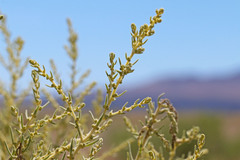 Neokochia americana