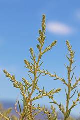 Neokochia americana