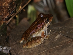 Craugastor aurilegulus