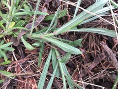 Wahlenbergia multicaulis