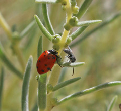 Neokochia americana