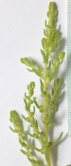 Neokochia americana