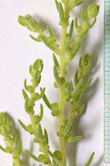 Neokochia americana