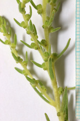 Neokochia americana