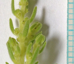 Neokochia americana