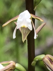 Prasophyllum odoratum