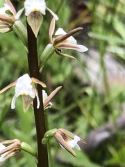 Prasophyllum odoratum