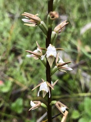 Prasophyllum odoratum