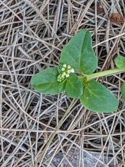 Boerhavia repens