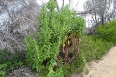 Apalochlamys spectabilis