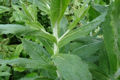 Apalochlamys spectabilis