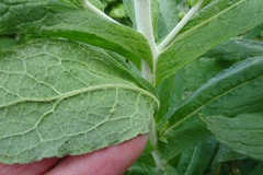 Apalochlamys spectabilis