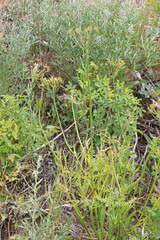 Lomatium multifidum